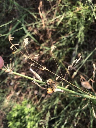 Bombus sp.